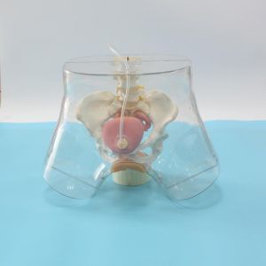 Advanced female catheterization model, a new choice for training