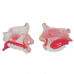 Nasal cavity anatomy model: an artistic journey to uncover the secrets of breathing