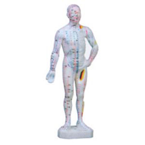 Human acupuncture model: Seamless connection from theory to practice