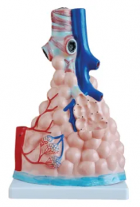 Alveolar magnification model - a treasure that reveals the secrets of breathing