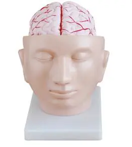 Cephalic Artery Model: Do you really understand the complexity of the cerebral artery network?