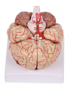 The Cerebral Artery Journey: A detailed explanation of the brain attached to the cerebral artery model
