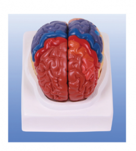 How does the model mimic the real structure of the cerebral cortex?
