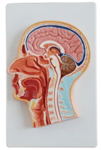 What is the practical application value of midhead anatomy model in medical education?