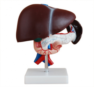The role of hepatopancreatic duodenal model in clinical practice