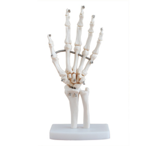  Does the hand joint model help to understand how the joint moves?