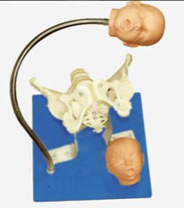 What is the role of a pelvis with a fetal head in medical education?