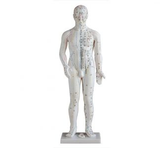 Why was the standard acupuncture model chosen as the preferred tool for acupuncture learning?
