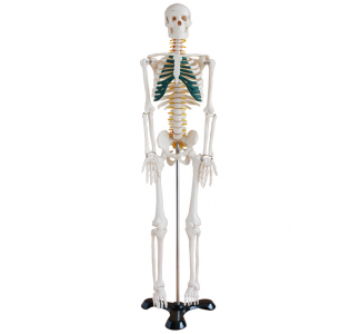  The Neural Model of the Human skeletal Band: The Perfect fusion of Technology and Art?