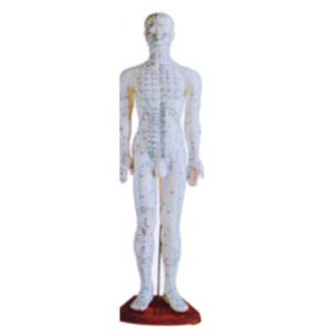 Why choose male body acupuncture model?