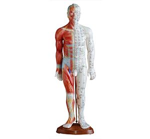 Is the standard anatomical acupuncture model really indispensable when learning acupuncture?