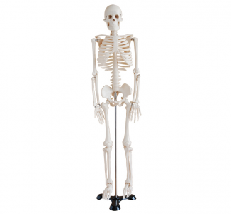  Why choose 85cm human bone model as a teaching tool?