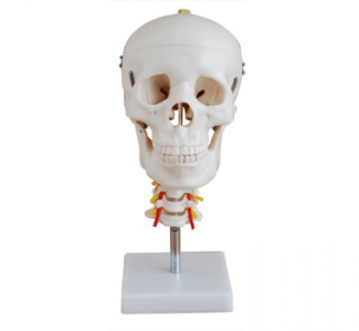 Why choose the model of cephalic appendicular artery for medical research?