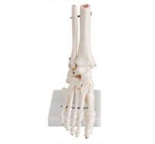 What are the main joints included in the foot joint model?