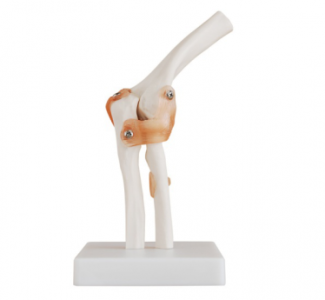 How does the elbow joint model show how the elbow joint moves?