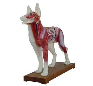 How does the dog acupuncture model promote the improvement of animal medicine