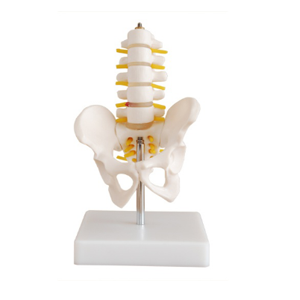 Pelvic and lumbar models: Why are they central teaching AIDS in medicine?
