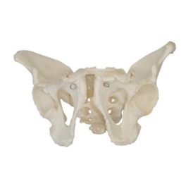 Is the role of the male pelvis model underrated?