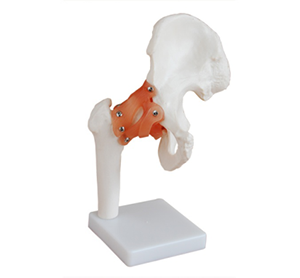 Hip models: How can they help medical practice