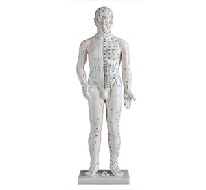 Can human acupuncture model become an important helper for the popularization of acupuncture?