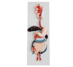 The significance of digestive system model in surgical simulation training