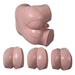 Can digital rectal examination model Bridge skills improvement?