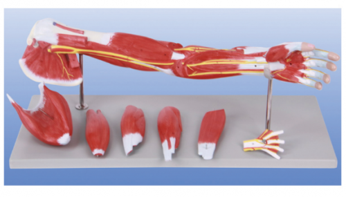 Upper Limb Muscle Anatomy Model: The key to unlocking upper limb strength