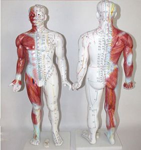 How does the fourteen meridian point model allow you to easily master the basic skills of acupuncture treatment?