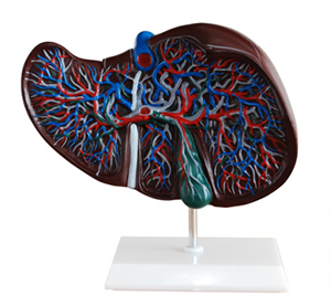 Why is the liver anatomical model an important tool in medical teaching?