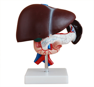  Is the market demand for hepatopancreatic duodenal models growing rapidly? 