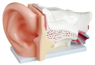 Big ear anatomy model to enhance the teaching effect of ear anatomy in medical education?