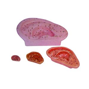 The principle of the ear acupuncture model
