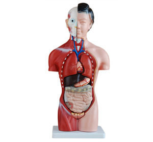A 85cm male torso model