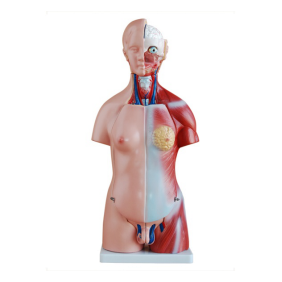 Operation process of the trunk model for both sexes