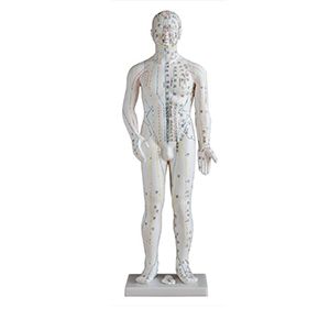 Male human body acupuncture model