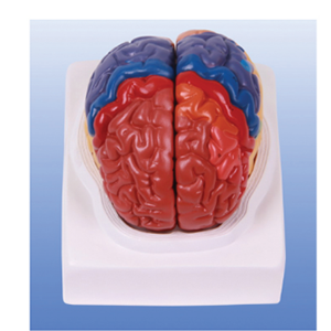 The significance of the cerebral cortical zoning model