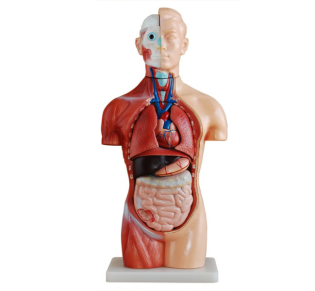 A brief description of the asexual trunk model