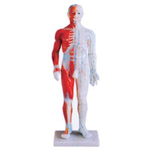 Precautions for the standard anatomical acupuncture model