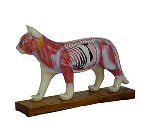 Cat Body Needle Model - Q&A Section 