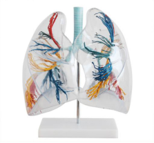 Application model of transparent lung segment