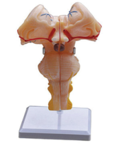 Brainstem magnification model