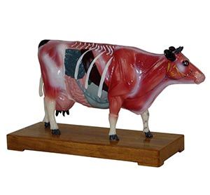 The function of the bovine body acupuncture model