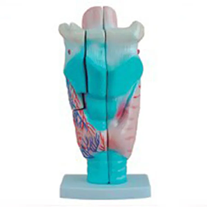 The role of the laryngeal anatomical model