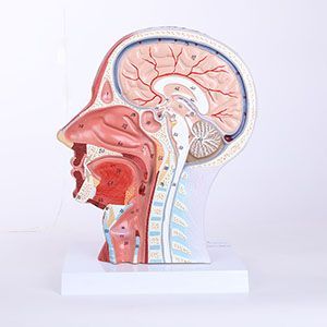 The significance of the head and neck neurovascular model