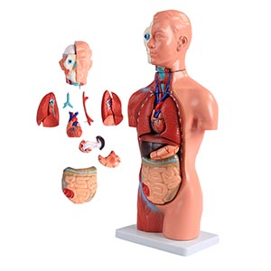 42CM asexual torso model