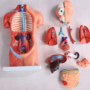 Torso anatomy model