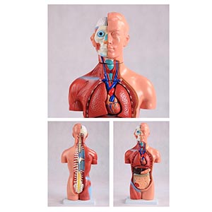 42CM asexual torso model