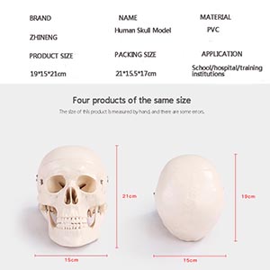 naturally large skull model