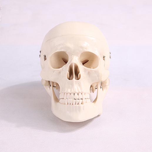Skull model