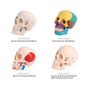 Skull model